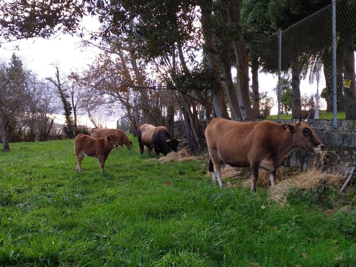 Casa Pepin - Sagasta Rural Oviedo Guest House Екстериор снимка